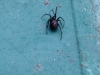 Spider in my garage