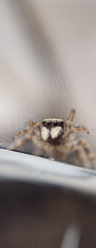 Fleecy Jumper House Jumping Spider Copyright: Andrew Behn