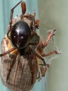Steatoda nobilis wrapping may bug-1 Copyright: Linda Hayes