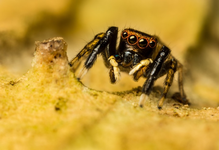 Euophrys frontalis male Copyright: Phil Thorogood