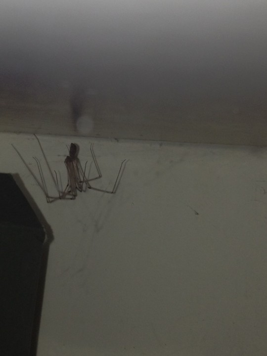 Spider in kitchen cupboard Copyright: Pauline Barlow