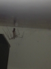 Spider in kitchen cupboard
