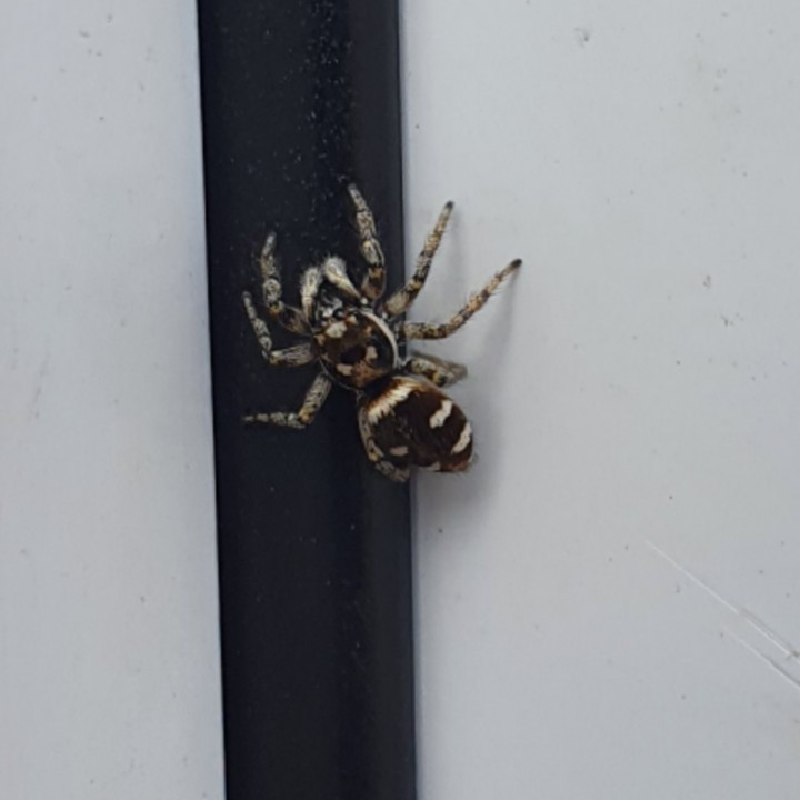 ZEBRA JUMPING SPIDER COMMONLY FOUND ON DOORS IN UK Copyright: Liam Stack