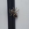 ZEBRA JUMPING SPIDER COMMONLY FOUND ON DOORS IN UK