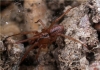 Stemonyphantes lineatus