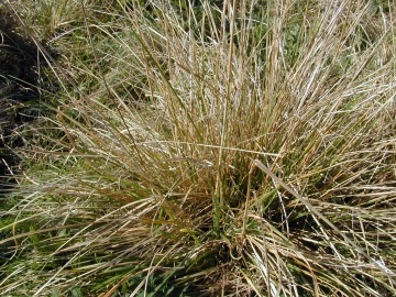 Argiope bruennichi - tussock in which eggsac laid Copyright: Roland Ramsdale