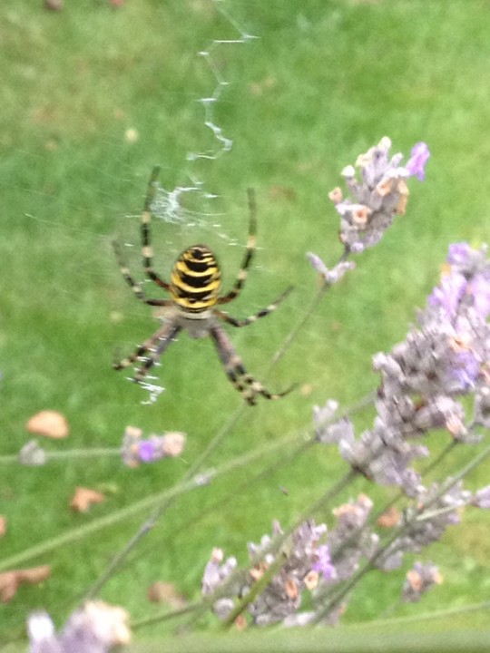 Wasp spider lavender bush Copyright: Louise Cary