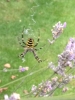 Wasp spider lavender bush