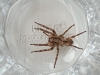 False Wolf Spider Pic 3