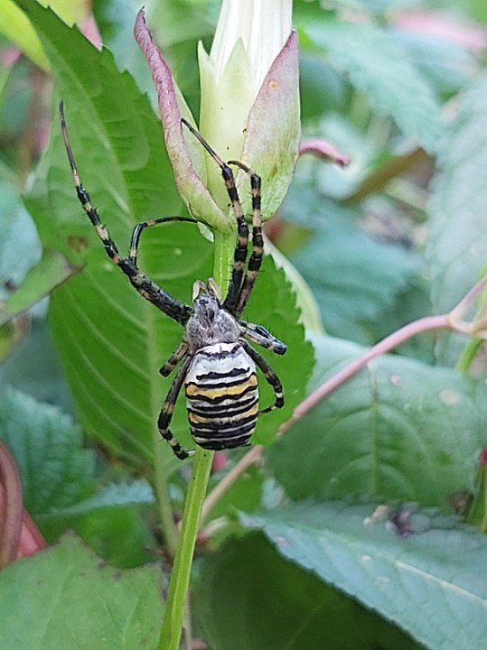 Unusual spider sighting on local walk. Copyright: Victoria Selby