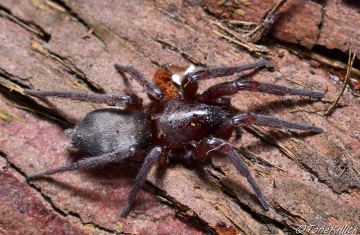 Female S.blackwalli Copyright: Tone Killick