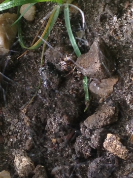 spider eating ant Copyright: Gareth Mills