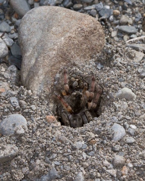 Arctosa cinerea adult female digging burrow Copyright: Evan Jones