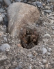 Arctosa cinerea adult female digging burrow
