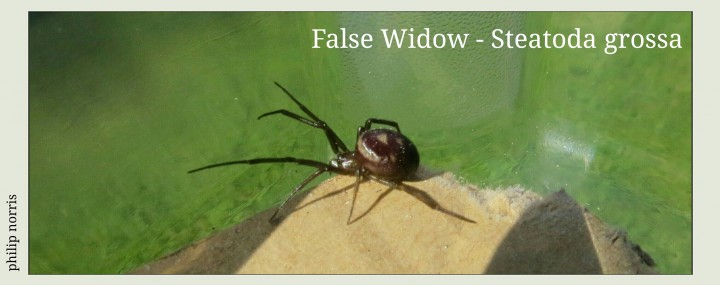 false widow notts Copyright: Philip Norris