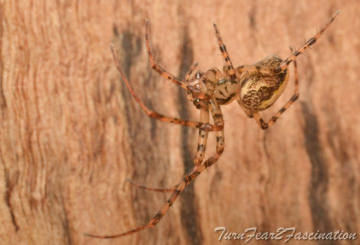 Metellina merianae var. celata female 1 Copyright: Tone Killick