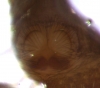Pseudeuophrys lanigera epigyne