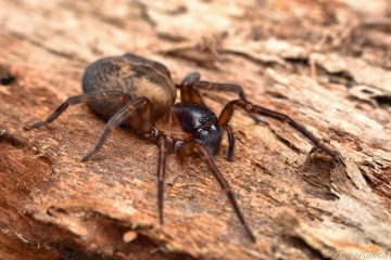 Amaurobius similis Gloucs 3 Copyright: Tone Killick