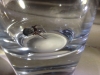 Geordie Fridge Spider