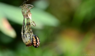 Neoscona adianta moulting Copyright: Tone Killick