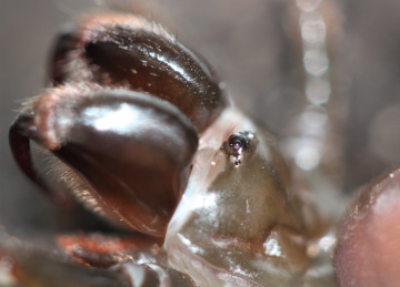 Atypus affinis (Eyes close-up) Copyright: MG