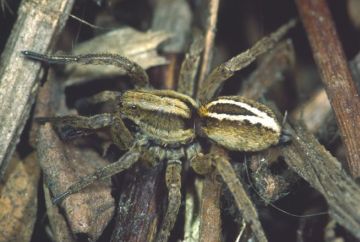 Alopecosa cuneata female Copyright: Peter Harvey