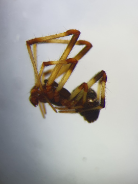 Cryptachaea riparia male microscope Copyright: Vicky Gilson