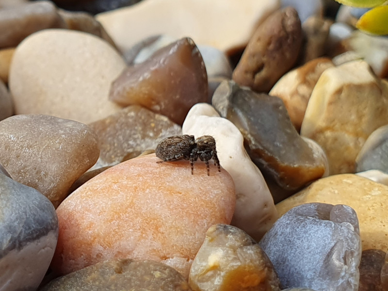 Pseudeuophrys obsoleta shingle Copyright: Vicky Gilson