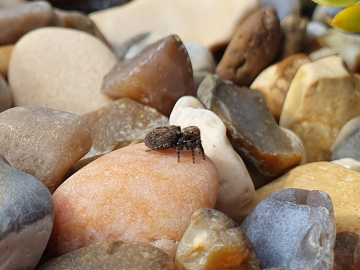 Pseudeuophrys obsoleta shingle Copyright: Vicky Gilson
