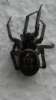 NOT Black lace weaver spider (Amaurobius ferox) Somerset