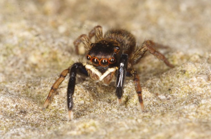 Euophrys frontalis male 2 Copyright: Peter Harvey