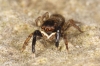 Euophrys frontalis male 2