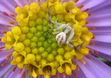 M. vatia immature male Copyright: Paddy Harrison