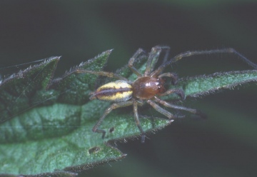 Cheiracanthium erraticum male Copyright: Peter Harvey