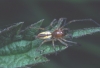 Cheiracanthium erraticum male