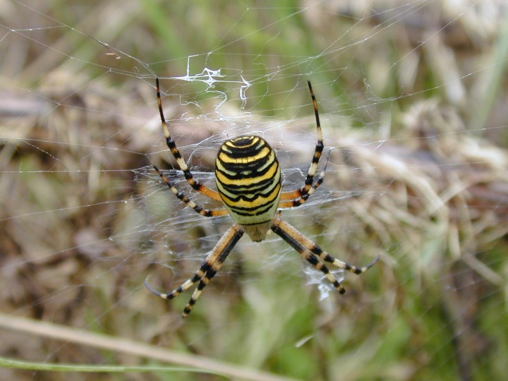 Argiope bruennichi - dorsal and central stabilmentum Copyright: Roland Ramsdale