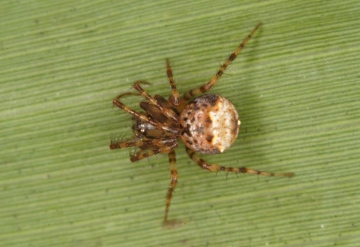 Ero cambridgei female dorsal view Copyright: Peter Harvey