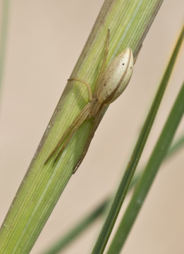 Tibellus oblongus Copyright: Evan Jones