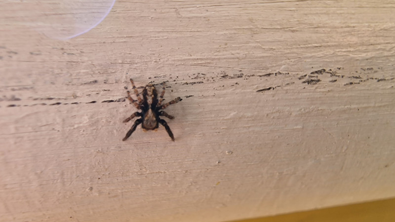 Window ledge spider Copyright: Adam Tucker