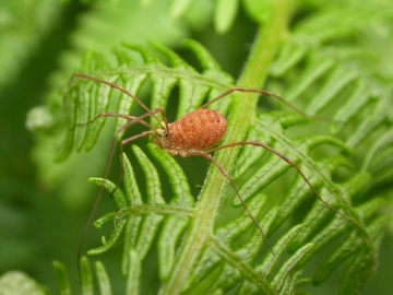 Platybunus triangularis Copyright: Terry Box