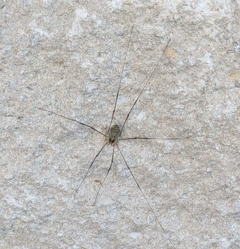 Opilio canestrinii on garden wall Copyright: Geoffrey King