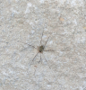 Opilio canestrinii on garden wall