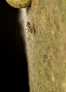 D. socialis male in web. Copyright: Evan Jones