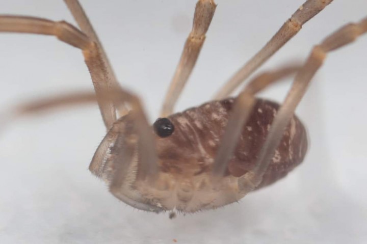 Dicranopalpus larvatus female Copyright: Andy Marquis