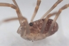 Dicranopalpus larvatus female