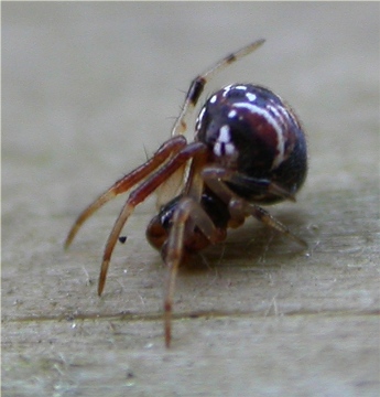 Achaearanea lunata Male Juvenile Copyright: Nik Nimbus