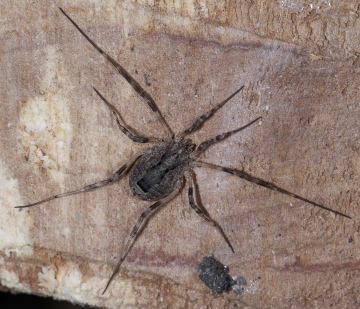Harvestman6854 Copyright: Matt Chitty