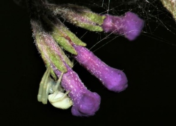 Flower crab spider (Misumena vatia) Copyright: Lotus Bryony Lazuli