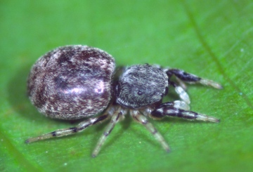 Ballus chalybeius female Copyright: Peter Harvey