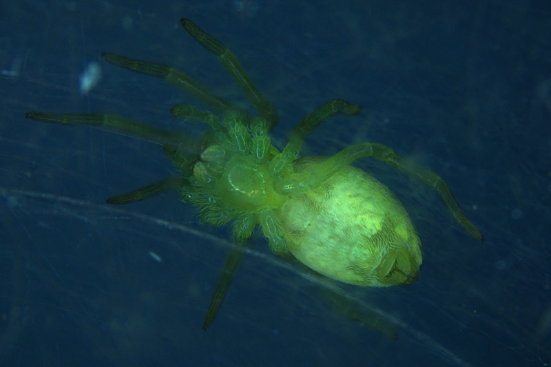 Nigma walckenaeri in Nottingham Copyright: Innis Abdulla